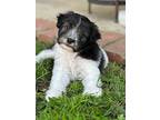 Almond Roca - Nutella Pup, Terrier (unknown Type, Small) For Adoption In Encino