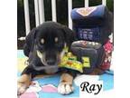 Ray, Labrador Retriever For Adoption In Huntington, New York