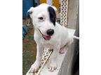 Minoo, Labrador Retriever For Adoption In Huntington, New York