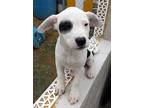 Stella, Labrador Retriever For Adoption In Huntington, New York