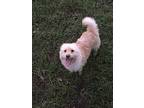 Pookie, Westie, West Highland White Terrier For Adoption In Walker, Louisiana