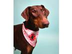 Micki, Doberman Pinscher For Adoption In Grand Prairie, Texas