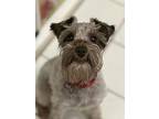 Munchie, Schnauzer (miniature) For Adoption In Encino, California