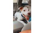 Luna, Jack Russell Terrier For Adoption In Walker, Louisiana