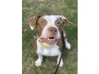 Rainbow, American Staffordshire Terrier For Adoption In Itasca, Illinois