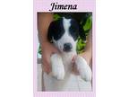 Jimena, Labrador Retriever For Adoption In Huntington, New York