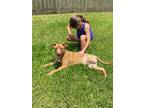 Bucky, Labrador Retriever For Adoption In Walker, Louisiana