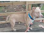 Clyde, American Staffordshire Terrier For Adoption In Huntington, New York