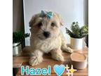 Hazel