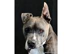 Flint, American Staffordshire Terrier For Adoption In Ocala, Florida