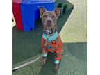Jude, American Pit Bull Terrier For Adoption In Chandler, Arizona