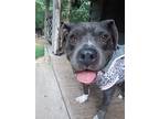 Pattie, American Pit Bull Terrier For Adoption In Charlotte, North Carolina