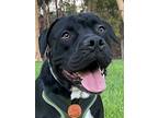 Flash Gordon - Adopt Me!, American Staffordshire Terrier For Adoption In Lake