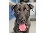 Roxy Lee - Adopt Me!, Labrador Retriever For Adoption In Lake Forest, California