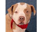 Fifi - Foster Or Adopt Me!, American Staffordshire Terrier For Adoption In Lake