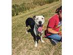 Nori, American Pit Bull Terrier For Adoption In Arlington, Texas