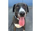 Tucker - Foster Or Adopt Me!, American Staffordshire Terrier For Adoption In