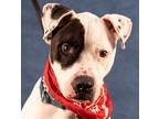 Oreo - Foster Or Adopt Me!, American Staffordshire Terrier For Adoption In Lake