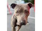 Clara - Foster Or Adopt Me!, American Staffordshire Terrier For Adoption In Lake