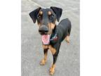 Dodger - Adopt Me!, Doberman Pinscher For Adoption In Lake Forest, California