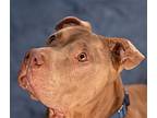 Teddy - Foster Or Adopt Me!, American Staffordshire Terrier For Adoption In Lake