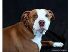 Paula Deene, American Staffordshire Terrier For Adoption In Ocala, Florida