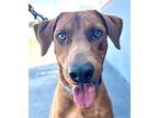 Archie - Foster Or Adopt Me!, Doberman Pinscher For Adoption In Lake Forest