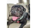 Jasper - Adopt Me!, American Staffordshire Terrier For Adoption In Lake Forest