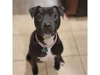 Roux B, American Staffordshire Terrier For Adoption In Rosenberg, Texas