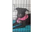 Valerie, Labrador Retriever For Adoption In Ocala, Florida