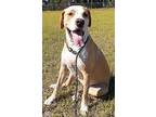 Nova, American Staffordshire Terrier For Adoption In Ocala, Florida
