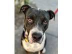 Frankie - Foster Or Adopt Me!, American Staffordshire Terrier For Adoption In