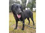 Peggy, Labrador Retriever For Adoption In Ocala, Florida