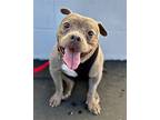 Koko Special Needs - Adopt Me!, American Staffordshire Terrier For Adoption In
