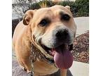 Miles Davis (cp) - Adopt Me!, American Staffordshire Terrier For Adoption In