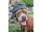 Alyssa - Adopt Me!, American Staffordshire Terrier For Adoption In Lake Forest