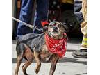 Chiquito - Adopt Me!, Miniature Pinscher For Adoption In Lake Forest, California