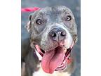 Bridget Bones - Foster Or Adopt Me!, American Staffordshire Terrier For Adoption