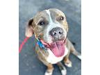 Tyson Bonded With Cowboy - Foster Or Adopt Me!, American Staffordshire Terrier