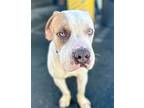 Goose - Foster Or Adopt Me!, American Staffordshire Terrier For Adoption In Lake