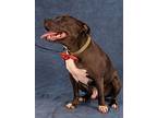 Goofy - Adopt Me! (cp), American Staffordshire Terrier For Adoption In Lake