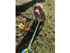 Chester, American Staffordshire Terrier For Adoption In Rosenberg, Texas