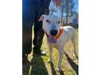Buddy, Bull Terrier For Adoption In Orangeburg, South Carolina