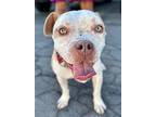 Pinky - Foster Or Adopt Me!, American Staffordshire Terrier For Adoption In Lake