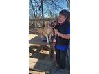 Sawyer, Labrador Retriever For Adoption In Orangeburg, South Carolina