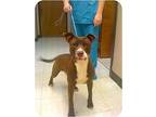 King, American Pit Bull Terrier For Adoption In Walker, Louisiana