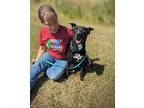 Tripp, Labrador Retriever For Adoption In Arlington, Texas