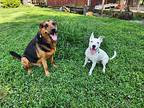 Rebel, Jack Russell Terrier For Adoption In Middletown, Delaware