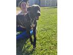 Cash, Labrador Retriever For Adoption In Orangeburg, South Carolina