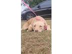 Chunk, Labrador Retriever For Adoption In Orangeburg, South Carolina